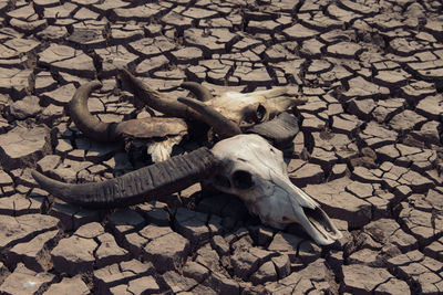 High angle view of animal skull