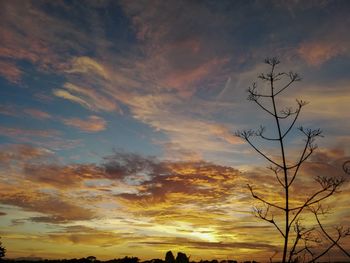 Low angle view of silhouette trees against orange sky