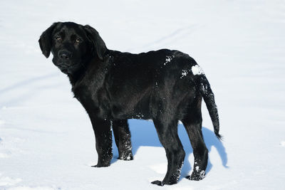 Black dog on snow covered land