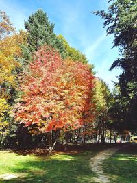 Low angle view of trees in park during autumn