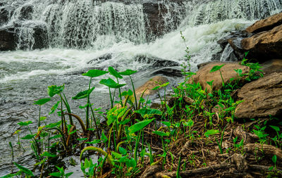 Scenic view of waterfall in forest