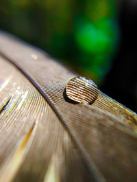 Close-up of wet feather on wood