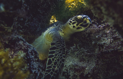 Close-up of turtle swimming in sea