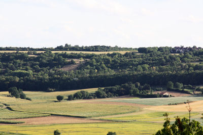 Scenic view of agricultural landscape against sky