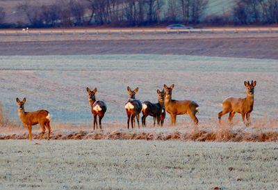 Horses walking in a field