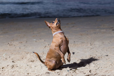 Dog on the beach