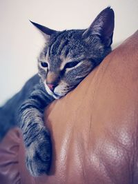 Close-up of hand touching cat with eyes closed
