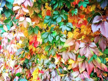 Close-up of multi colored plant during autumn
