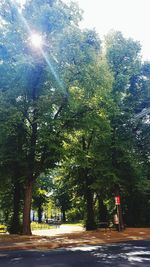 Trees by road against sky on sunny day