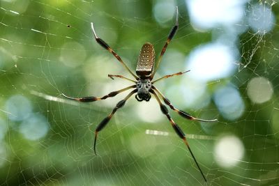 spider web