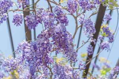 Purple flowers wisteria flowers blossom