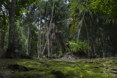 Trees in forest