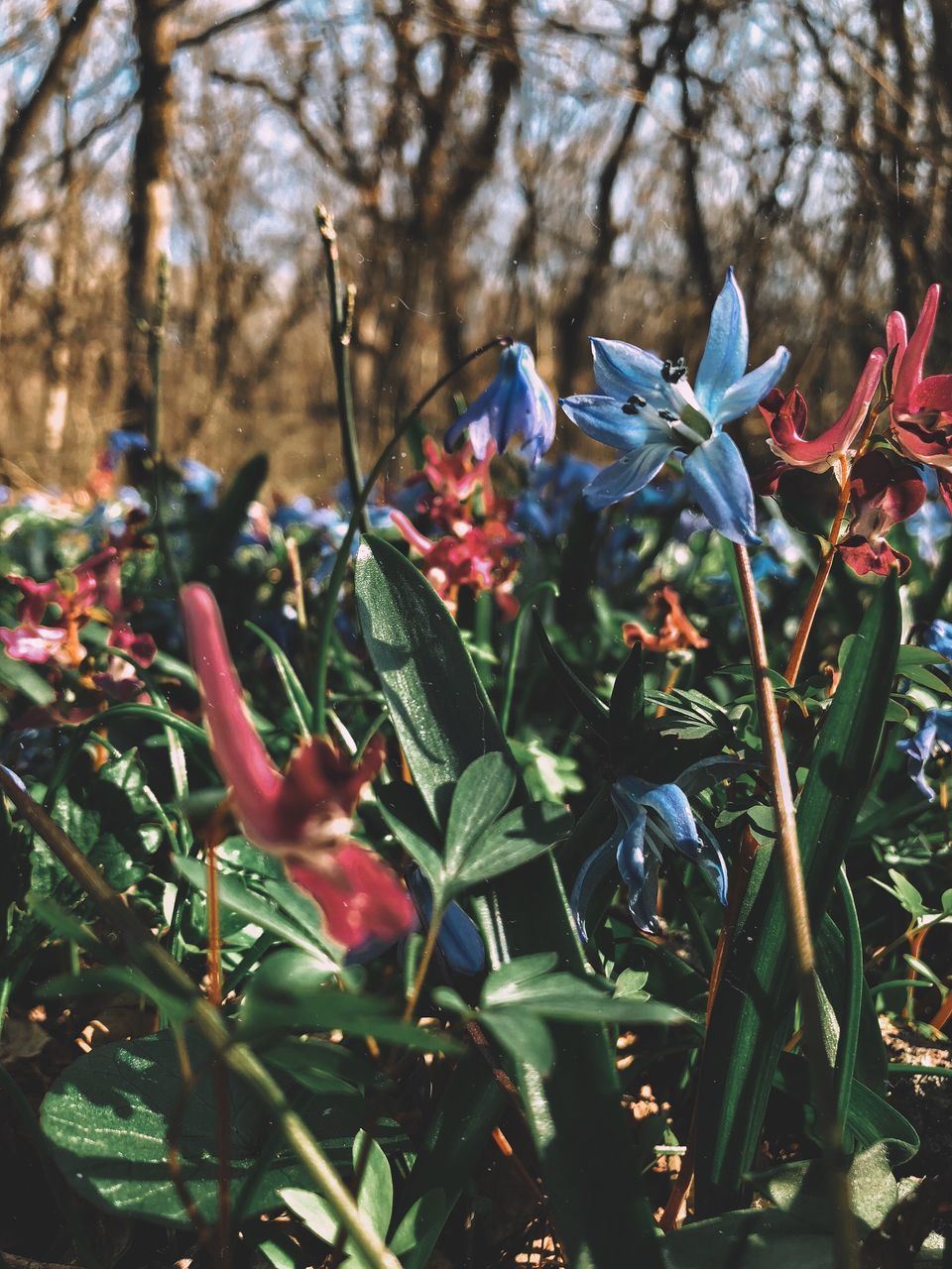 CLOSE-UP OF FLOWERING PLANTS