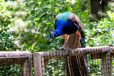 Close-up of parrot perching on tree