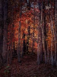 Trees in forest