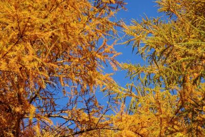 Low angle view of autumn trees