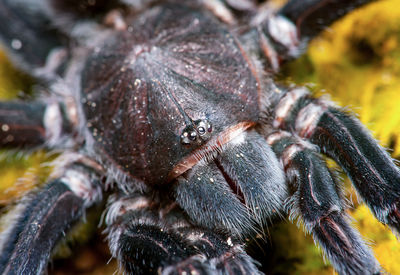 Close-up of spider