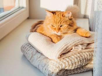 Cute ginger cat on pile of cable-knitted sweaters. fluffy pet on window sill with warm clothes.