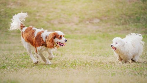 Close-up of dog on grass