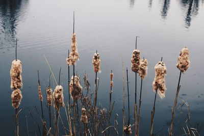 High angle view of dry plants on lakeshore