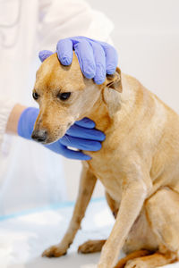 Close-up of dog on bed at home