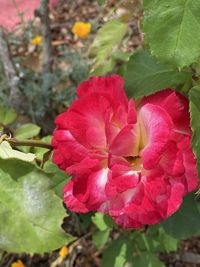 Close-up of pink rose flower