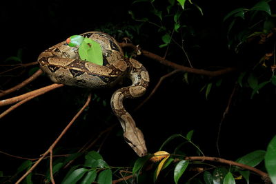 Close-up of a frog on tree