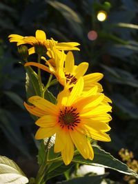 Close-up of yellow flowers