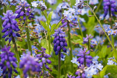 Close-up of purple flowering plants