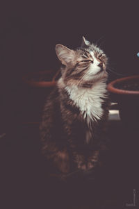 Close-up of cat sitting at home