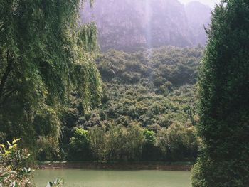 Scenic view of river in forest