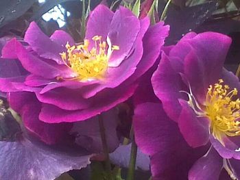 Close-up of pink flower