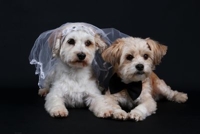 Close-up of puppy against black background