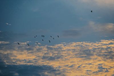 Low angle view of birds flying in sky