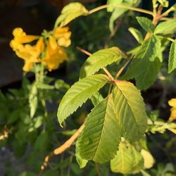 Close-up of yellow flowering plant