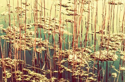 Close-up of plants