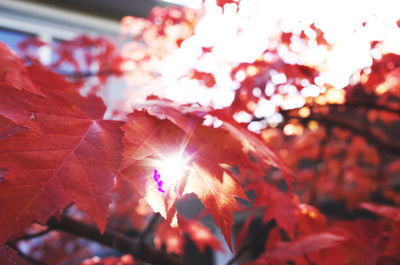 Close-up of cherry blossom during autumn