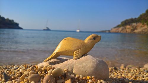 Close-up of lizard on pebbles at beach