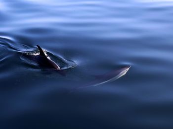 Three dolphins, acadia national park, july 2017