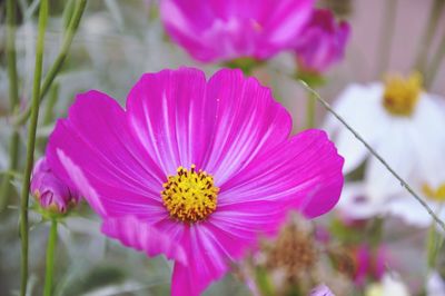 Close-up of pink cosmos flower blooming outdoors