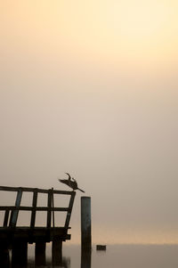 Birds perching on sea against clear sky