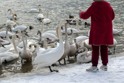 Swans feed on the shore of the pond