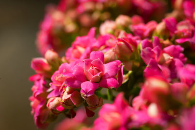 Close-up of pink flowers