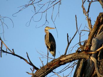Low angle view of blue heron perching on bare tree