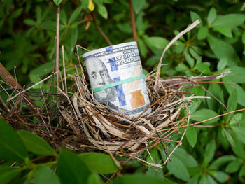 High angle view of nest on tree