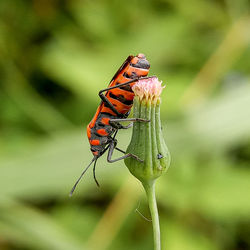 Close-up of butterfly on flower