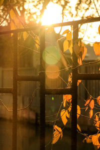 Close-up of tree against sunlight