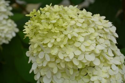 Close-up of white flowering plant