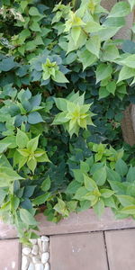 Close-up of ivy growing on plant