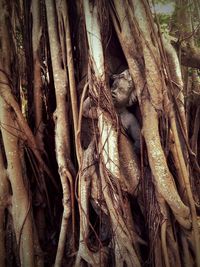 Full frame shot of tree roots